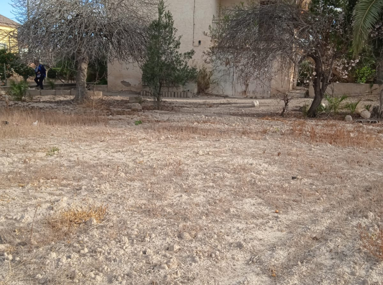 Parcela con frutale sen producción