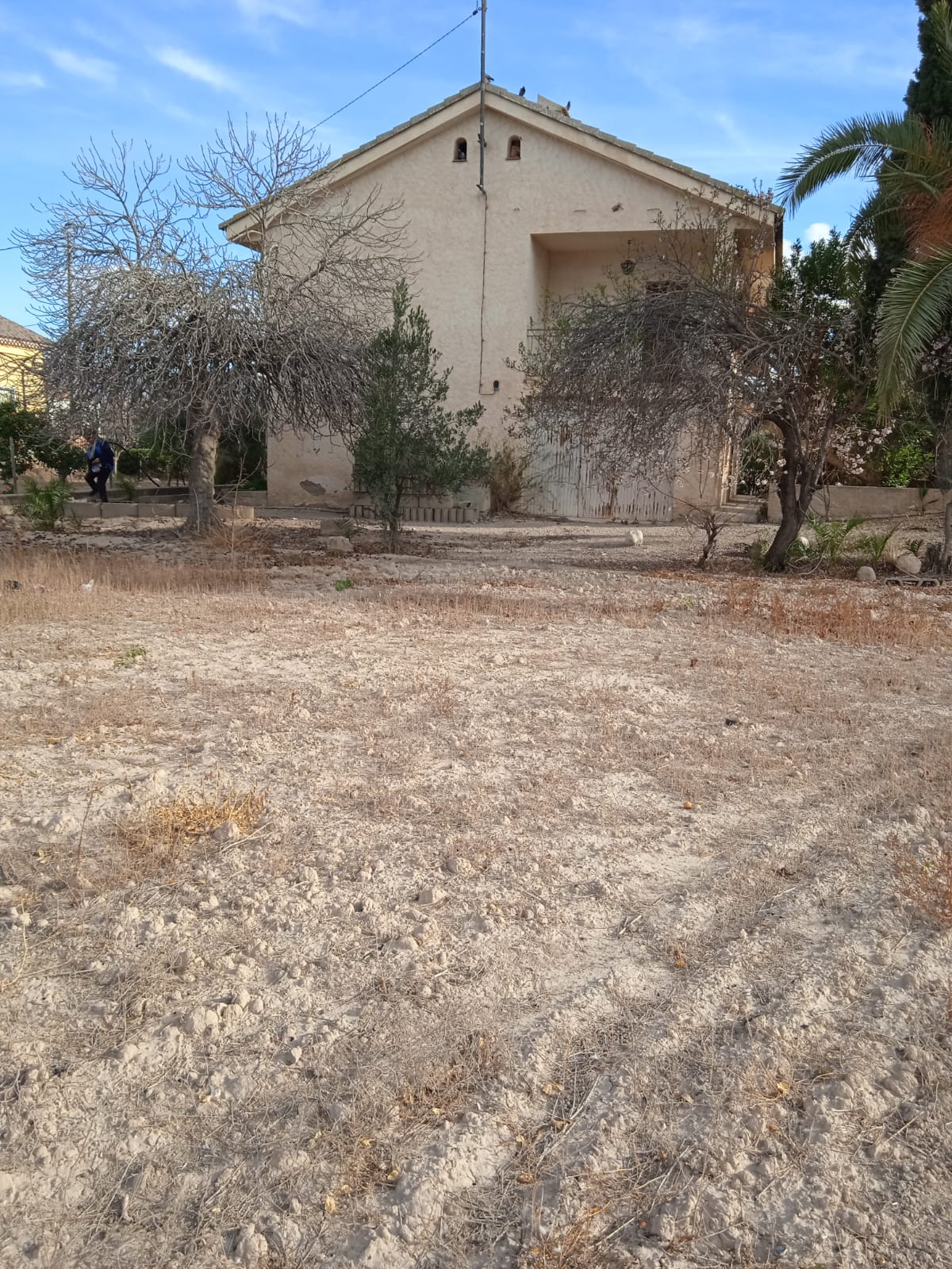 Parcela con frutale sen producción